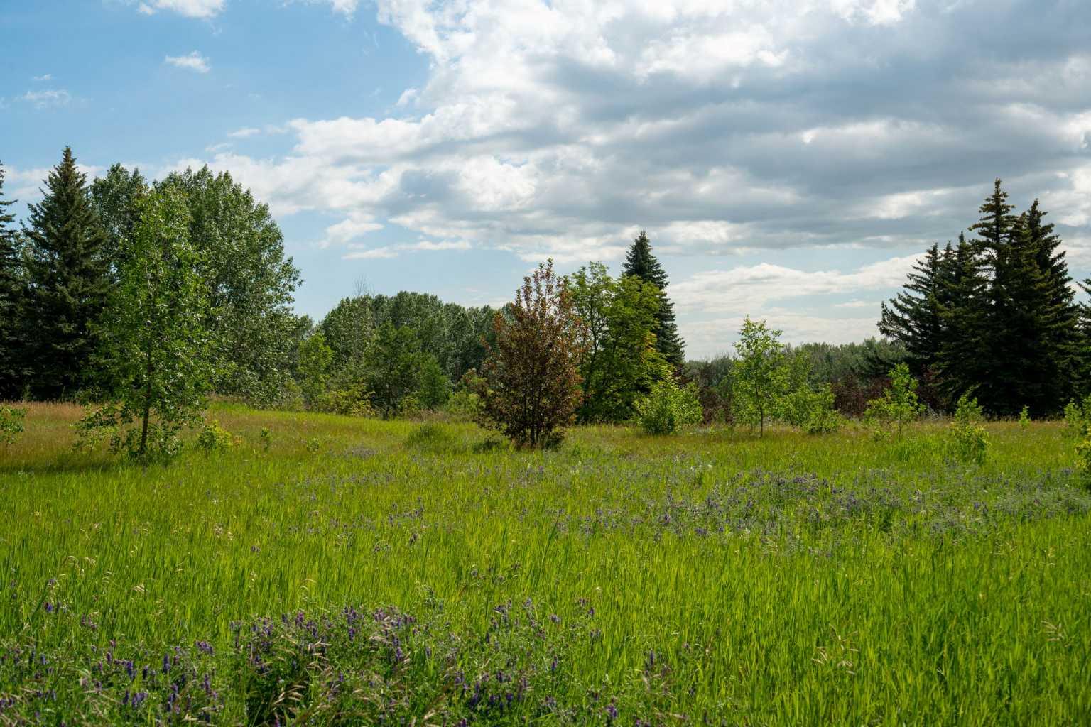 Image 36